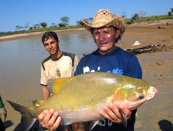 O Governo incentiva a produção de peixes com inseções em taxas de necessidades básicas e outros