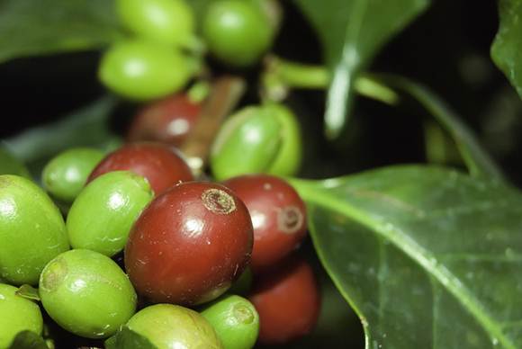 Fruto do café ainda no pé