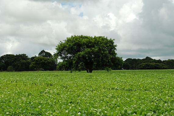 Plantação de soja