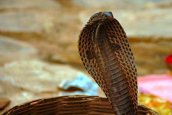 A naja é a cobra preferida dos encantodores e criadores