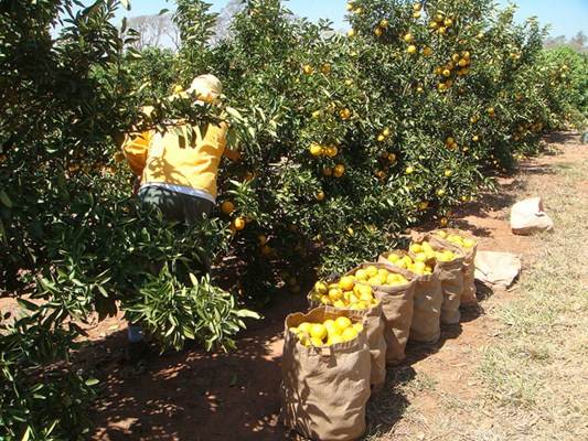 As pesquisas avançam e novos agrotóxicos são criados, destinando às pragas específica de cada espécie, no caso da imagem para frutas cítricas