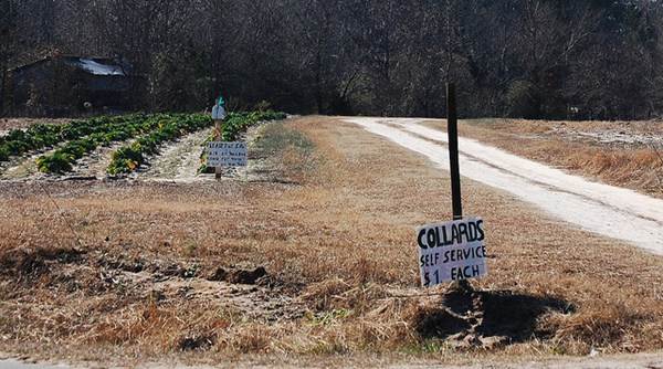 São detalhadas as limitações da plantação e das estradas