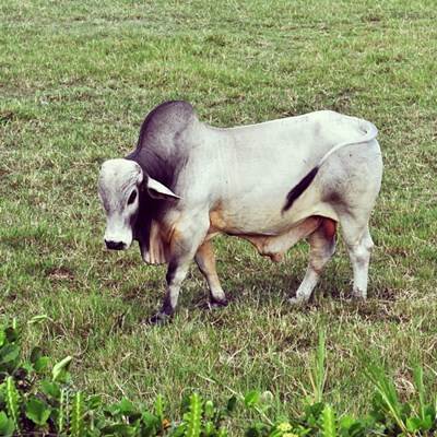 Touro da raça Brahman