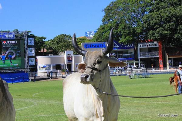 Exemplar da raça Guzerá em avaliação na ExpoZebu