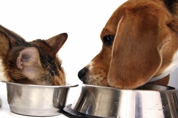 Escolha a ração certa para seu animal Escolha a ração certa para seu animal