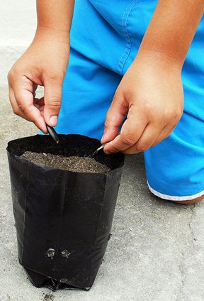 O hábito de plantar e preservar o meio ambiente é tratado como prioridades nas escolas infantis