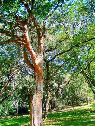 Àrvore pau-brasil
