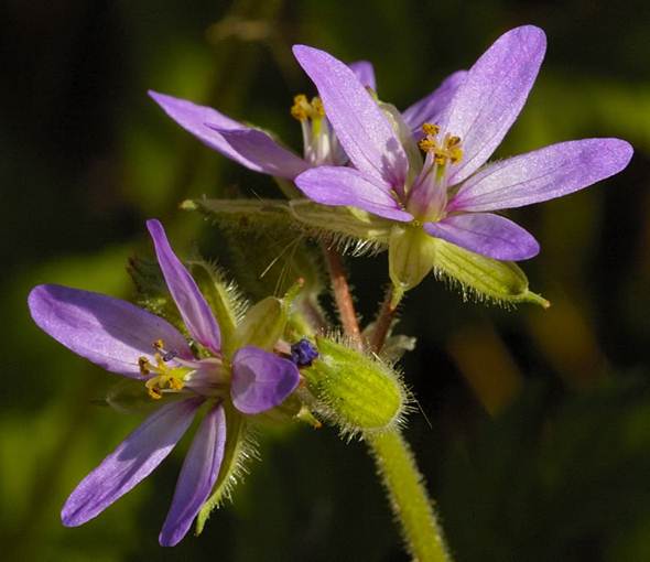 Flor Bico de Cegonha