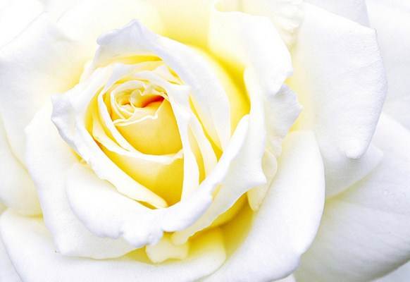 As flores, principalmente as rosas, são os presentes preferidos para o dia das mães