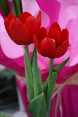 Tulipa vermelha