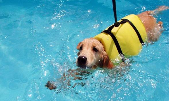 Quando há piscinas a natação é incluída nos exercícios diários dos cães