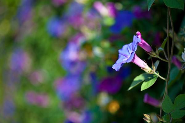 Ecologia estuda formas de preservar a fauna e a flora