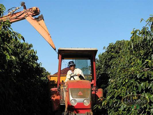 Trator auxiliando na colheita de café