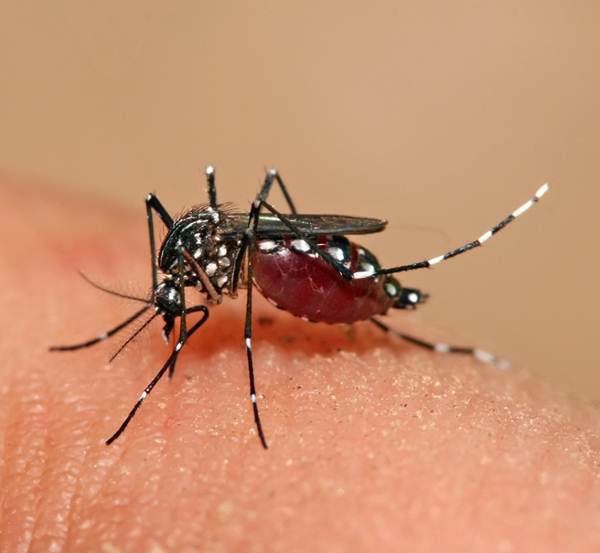 Mosquito transmissor da dengue - Imagem site ambientalsustentavel.org Mosquito transmissor da dengue
